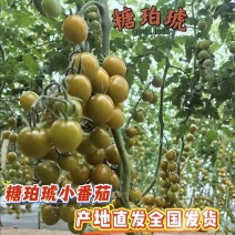 糖珀琥精品小番茄【产地直发全国发货】
