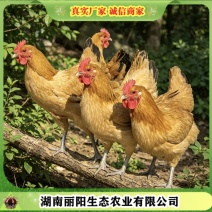 细脚佳黄青脚土鸡苗土鸡苗青脚黄羽鸡苗放养土鸡苗虫子鸡苗