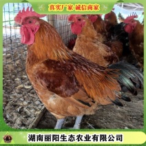 大种青脚麻鸡苗/快大青脚麻鸡苗/成年长10斤/提供养殖技