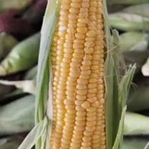 水果玉米大量供应水果玉米香甜可口颗粒饱满黄玉米需要请联系