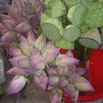 荷花&插花莲蓬