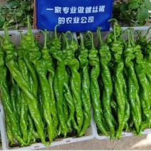 螺丝椒苗基地直发一手货源量大价优对接全国市场欢迎老板致电