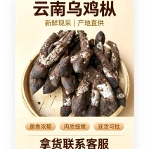 云南深山乌鸡枞，骨朵源头供货，