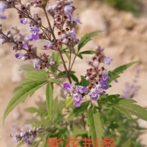 紫花荆条