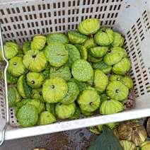 新鲜莲蓬、水果莲、花莲、草莲，自己种植量大新鲜