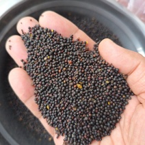 油菜籽菜籽榨油原料鸟粮宠物粮配料油菜籽