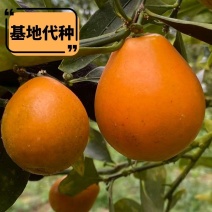 融安金桔脆蜜金桔滑皮金桔水果【基地代种】全包