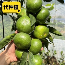酸甜蜜桔青皮蜜桔柑橘橘子水果【基地代种】托管