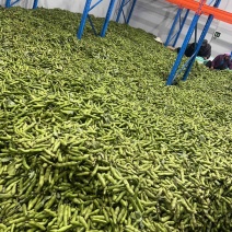 青海蚕豆的