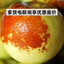 网红视频带货露天山东鲜枣原产地供应链一件代发货源现摘