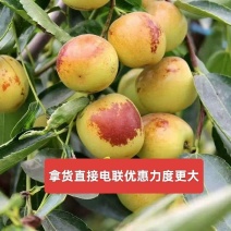 电商网红热销山东鲜枣鲜脆枣基地供应链一件代发果园现摘