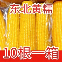 【整箱大黄糯】新店冲销量10棒东北正宗新鲜黄糯香甜玉米批