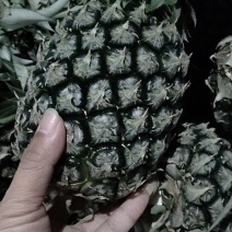 广西地菠萝现货，果肉清甜，价钱优惠。