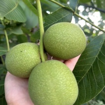四川精品核桃大凉山青皮核桃批发种植基地现摘现发诚信经营