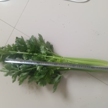 芹菜