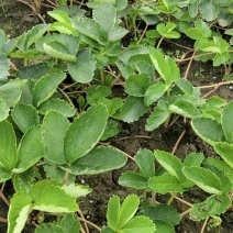 花兰蒂，黑草莓，盐梅，白草莓，六六，妙七，长乐草莓苗