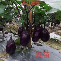 茄子苗圆茄子苗穴盘种苗基地直供欢迎采购