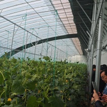 中农脆玉3号减脂黄瓜种植基地