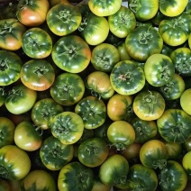 草莓柿子口感番茄大量现货绿腚柿子鹰爪西红柿基地直供