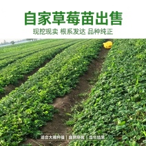 出售优质草莓苗