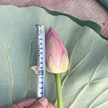 鲜切荷花