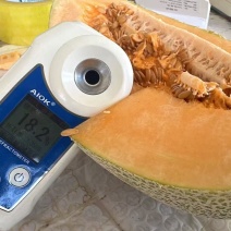 金色年华哈密瓜甘肃哈密瓜，量大从优，保质保量，可视频看货