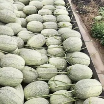 电商平台，小蜜哈密瓜，仓储中心，小蜜25哈密瓜，整车出货