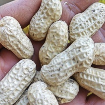 【湖北白沙系列花生】湖北鲜花生颗粒饱满产地直发