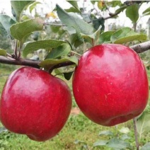 鲁丽苹果大量供应代收代办