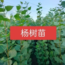 杨树苗南林3412无絮杨树苗，宿州市泗县无絮杨树苗基地