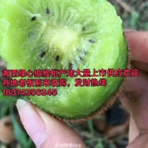 米良一号绿心猕猴桃