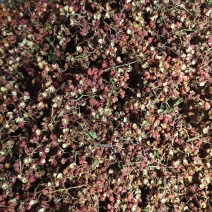陕西富平红花椒，鲜椒批发零售，量大从优
