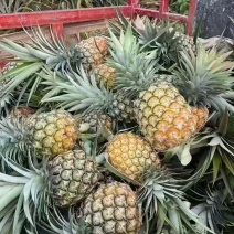 菠萝