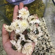 白菊批发产地货源货量充足量大从优