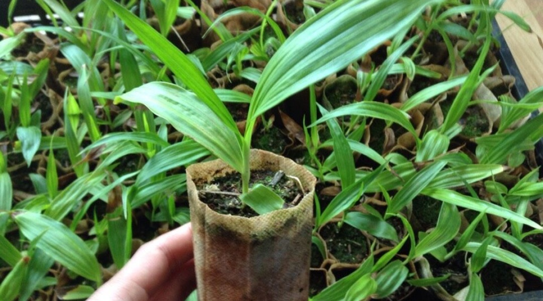 白芨的苗多少钱一株批发