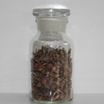 枫树种子