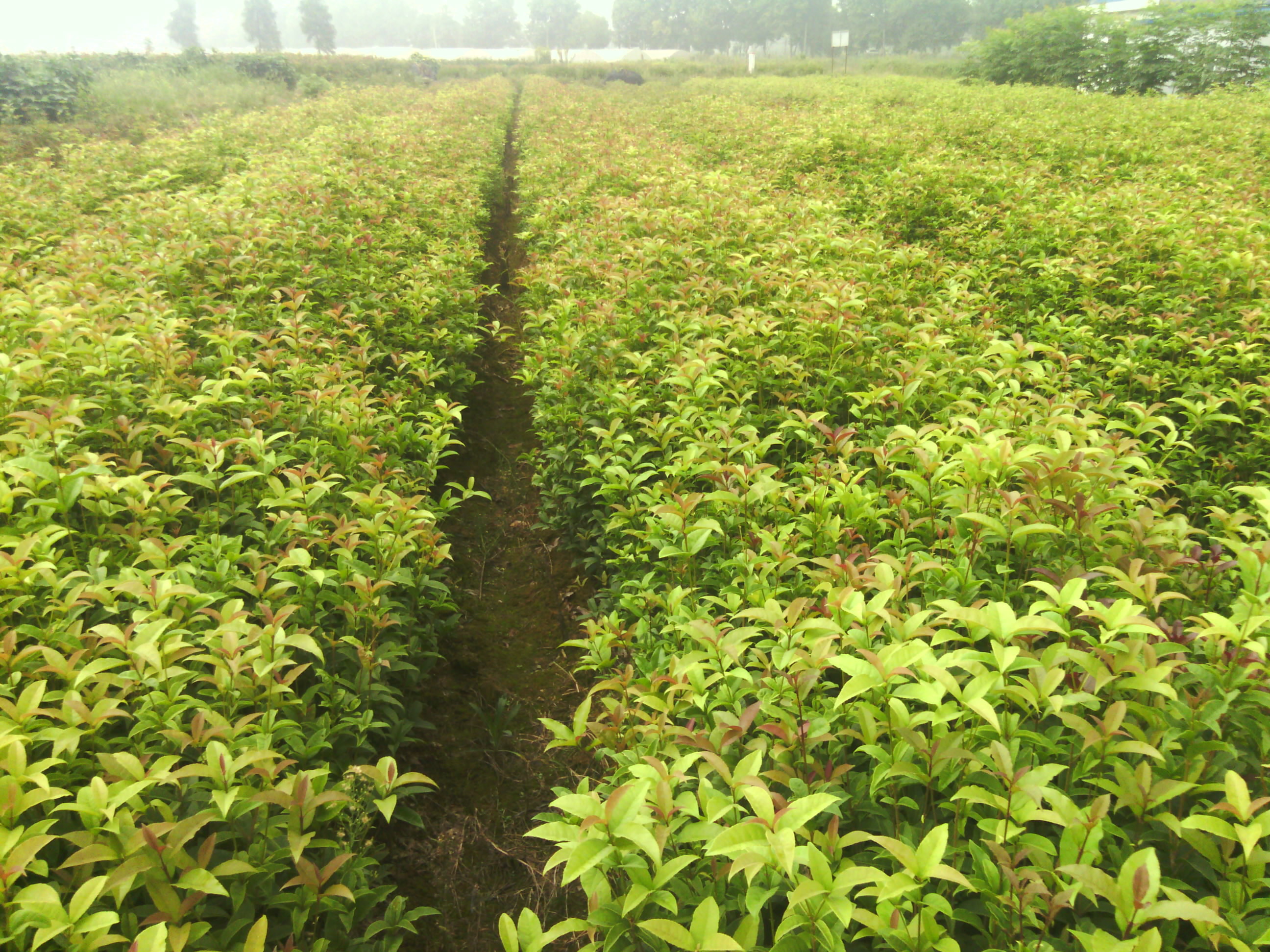 丹桂种植在园林中,形成一条香气四溢的小径,周围绿意盎然,环境清幽 丹桂园林景观