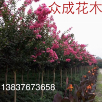 百日红