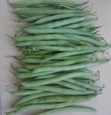 [刀豆批发]矮生刀豆价格1.20元/斤 - 一亩田
