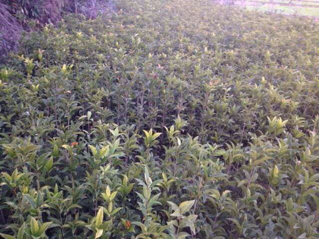 丹桂盆栽在阳台上的种植示例
