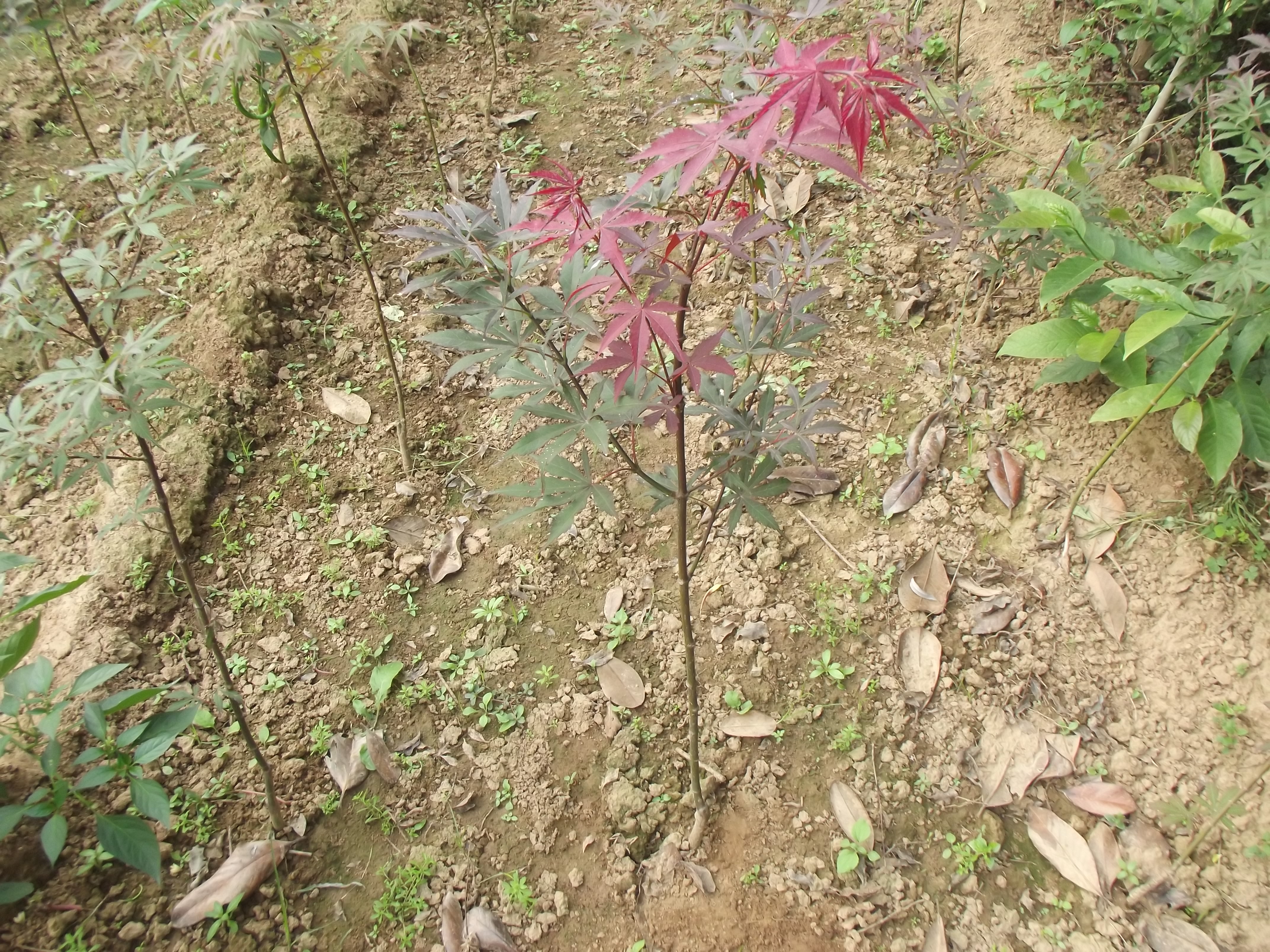 红枫苗树苗特写