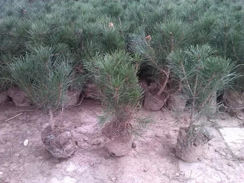 白皮松栽植穴施工示意图