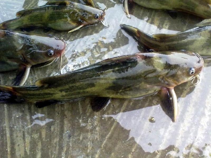 湖南安乡县黄颡鱼体重:1-2公斤/尾