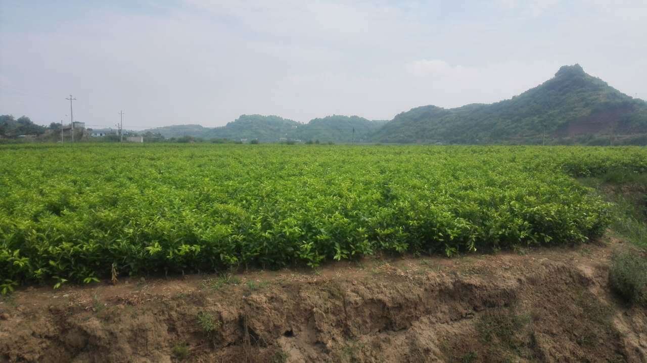 安岳柠檬种植园全景
