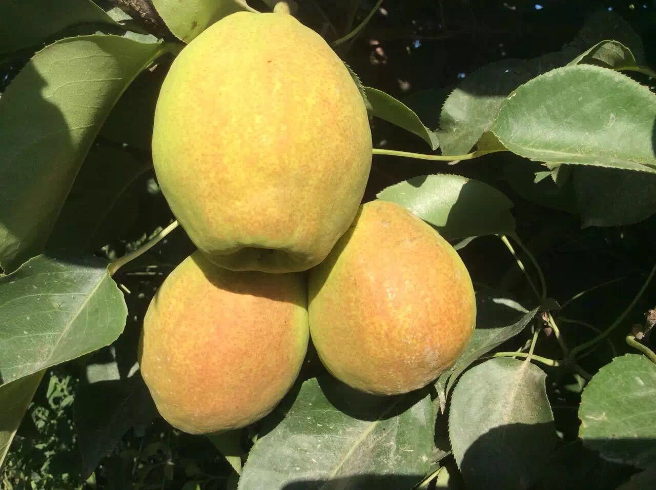 果园中成熟的尖把酸梨树