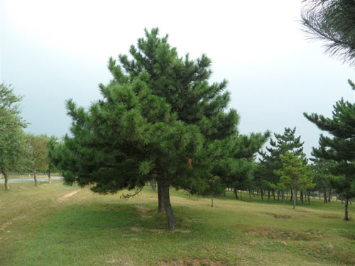 黑皮油松,黑皮冰,黑皮_大山谷图库