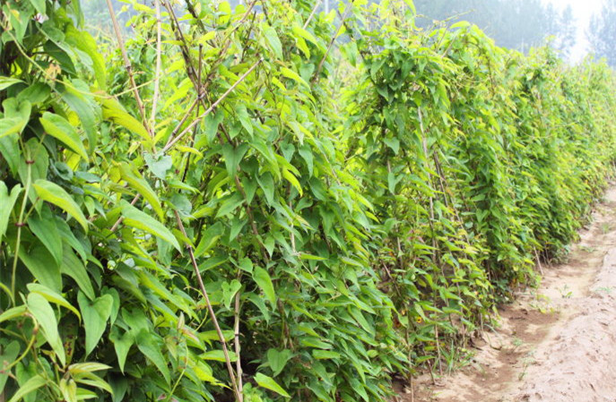 山药种植田间图