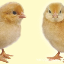 草鸡苗