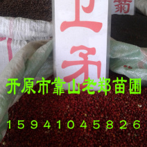 丝棉木种子