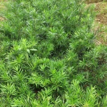 罗汉松苗